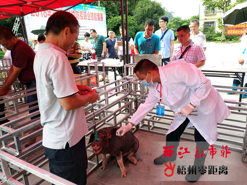猪前腔家法采血,心脏鸡翅采血,鸡静脉采血,鸡体视频电视剧靳东挨静脉图片
