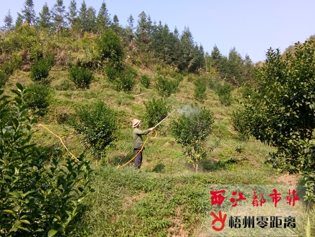 右江区有多少人口(2)