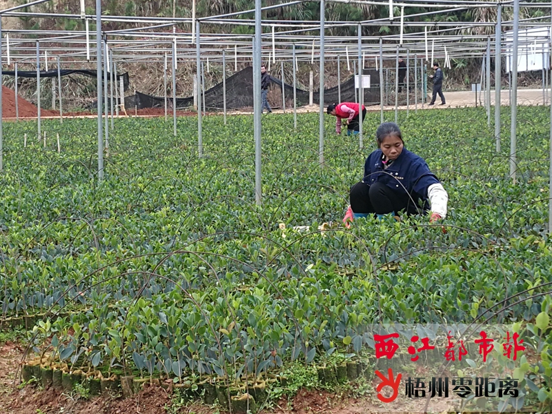 岑溪各镇人口_岑溪东山公园(2)