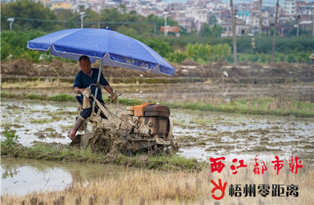 田间地头备耕忙