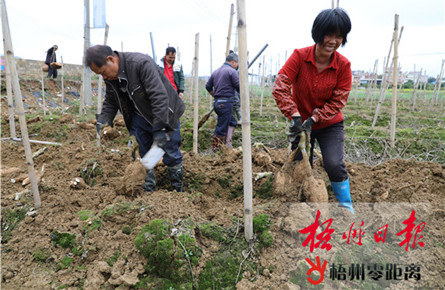 藤县和平镇新平村的贫困户收获粉葛 