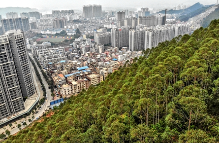 植被覆盖狮卧山