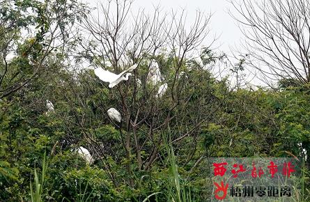 良好生态环境吸引白鹭栖息