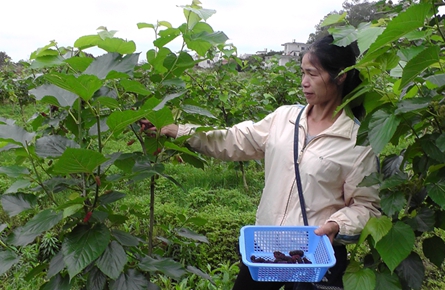 种植桑葚开辟农民致富新门路