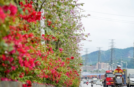 鲜花扮靓道路