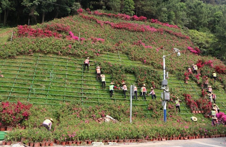 西江大桥桥头边坡增种宝巾花