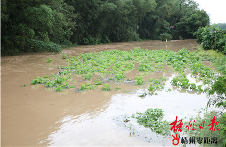 强降雨致农田受淹 