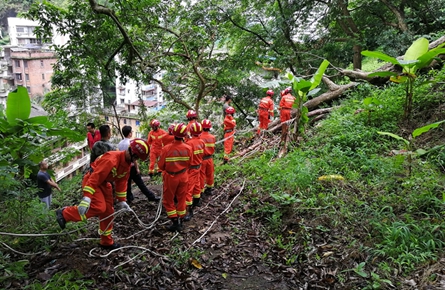 山上树木倒伏危及山下居民 