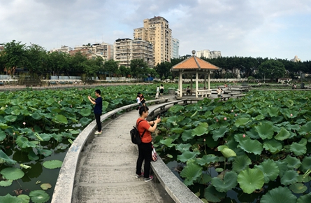 碧叶红花引人来