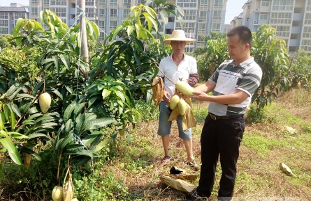 百亩芒果采收忙 