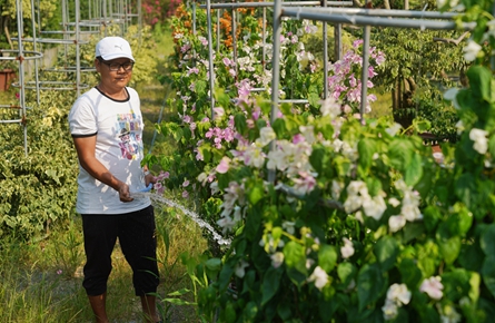 养护节庆用花