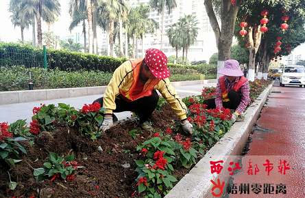 移除并补种时花