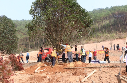 植树美化公路