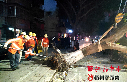 紧急处理倒伏路树