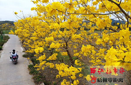 风铃花摇春来到