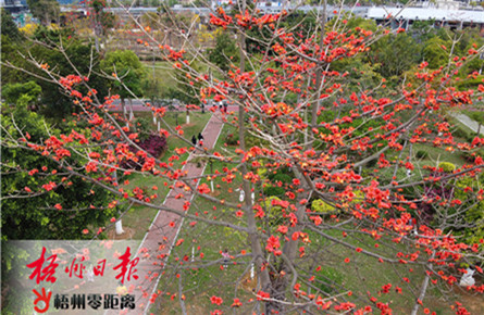 繁花似锦 交相辉映