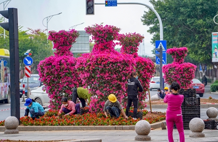 市区道路新增花瓶造型宝巾花