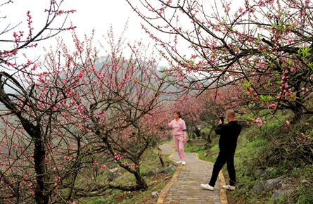 桃花盛开春意浓