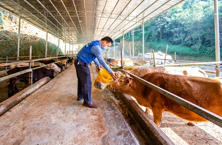 肉牛养殖