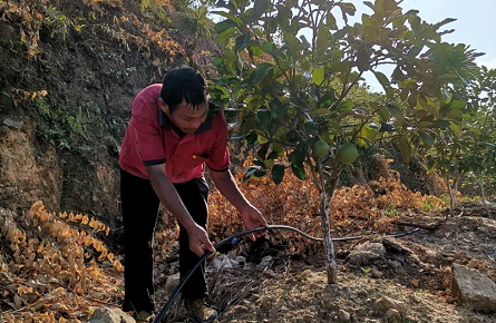 种植基地抗旱忙