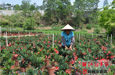 四季茶花 带动增收