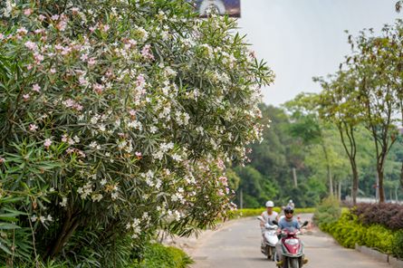 主干道上花常开