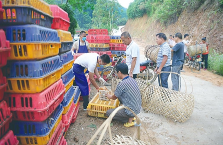 藤县向建档立卡贫困户免费发放鸡苗