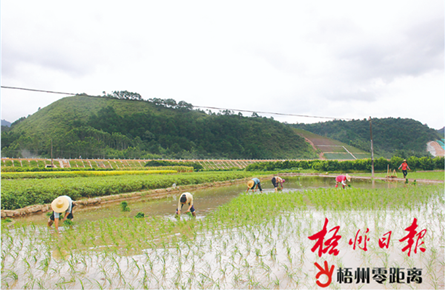 加快夏收夏种进度