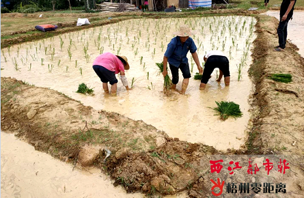 又到夏种农忙时