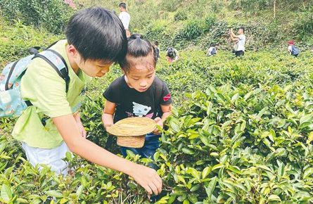 切身体会六堡茶文化