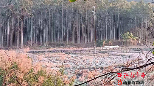 霜冻天气农作物受损