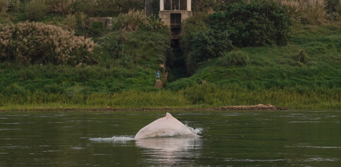 中华白海豚出现在西江水域