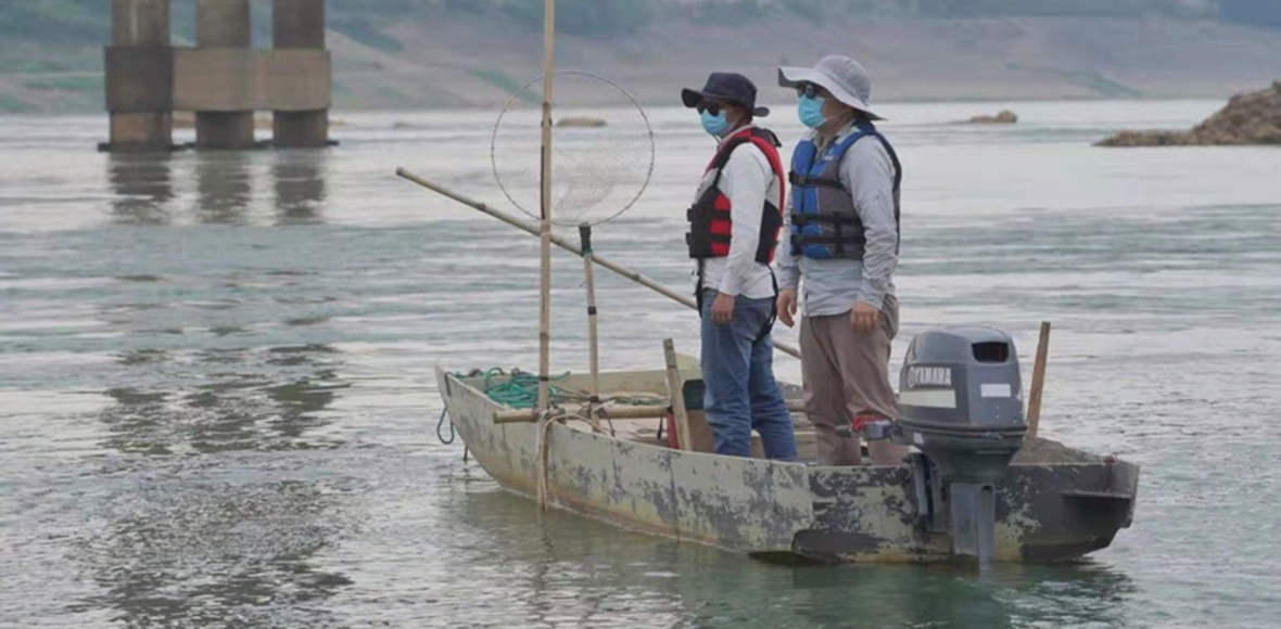 对白海豚进行跟踪监测