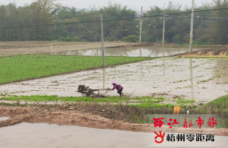 “铁牛”平整田地