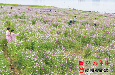 赏花看景正当时