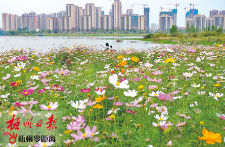 徜徉花海