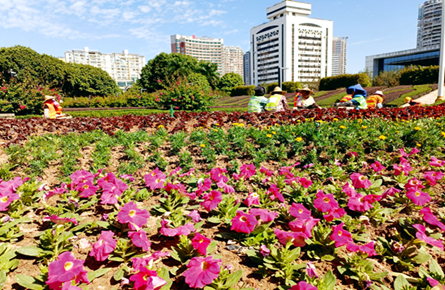 换种花卉