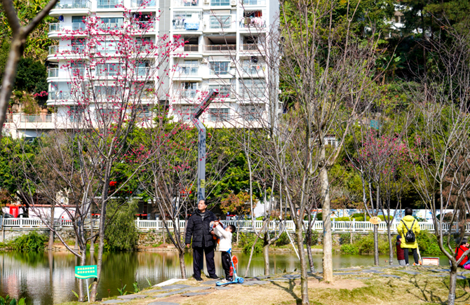 樱花初放