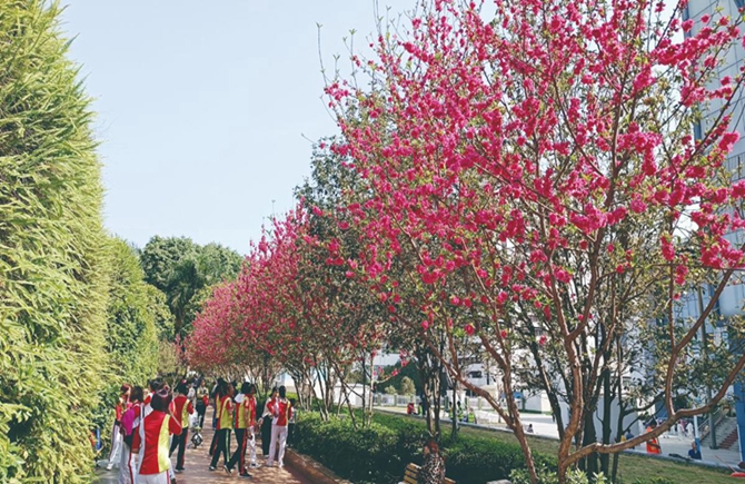 春来赏花正当时