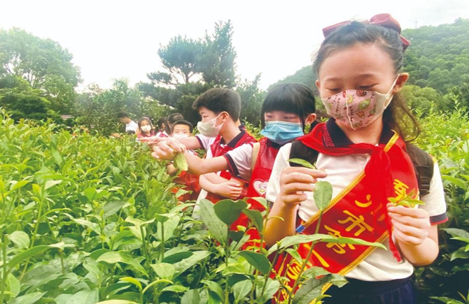 梧州市第一实验小学学生走进茶企业学习茶文化
