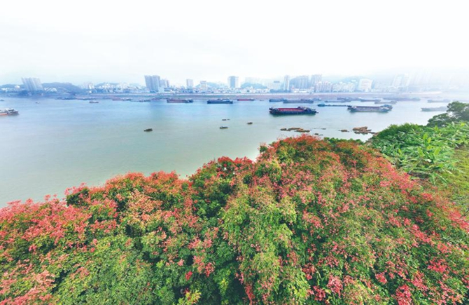 南岸栾树“挂灯笼”