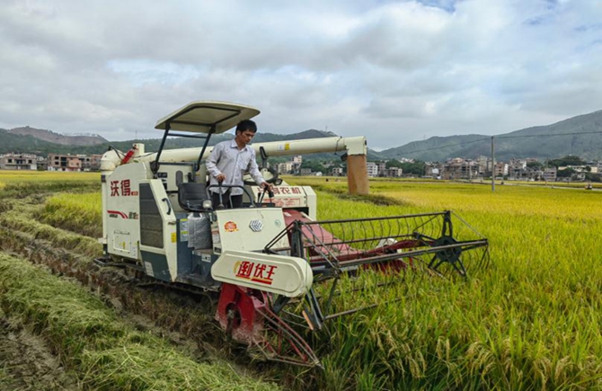 梧州市晚稻种植面积、单产比往年有所提高
