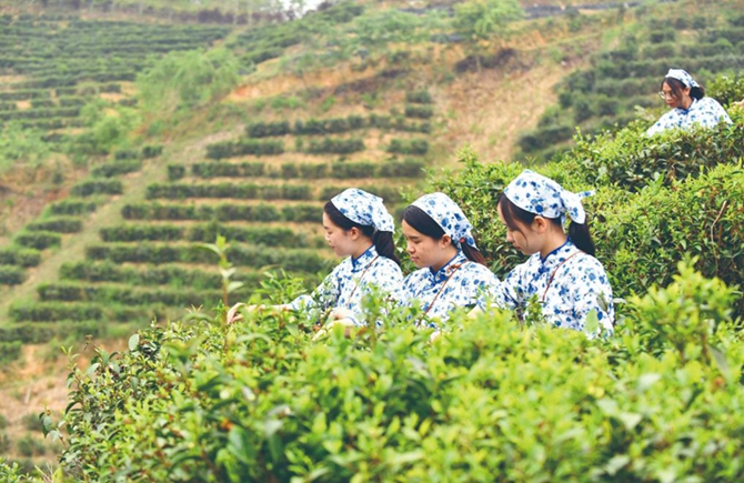 社茶开采