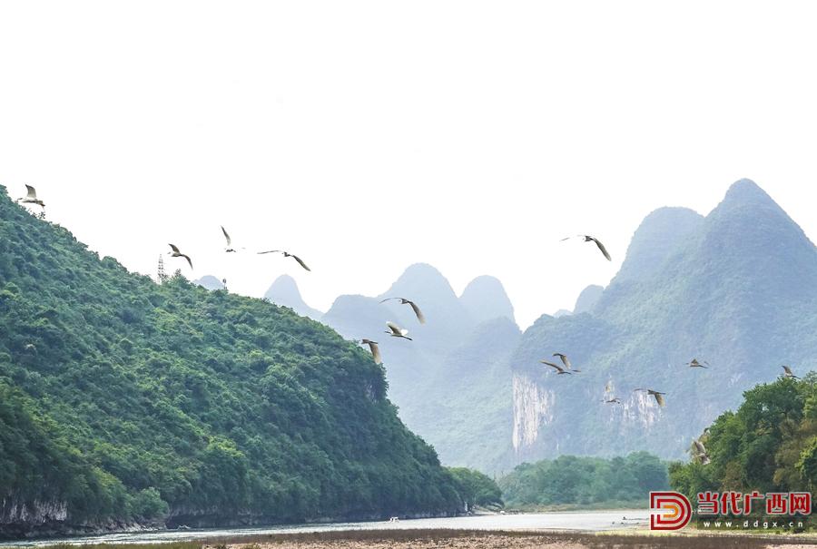 江河海共绘广西生态“高颜值，图为白鹭在漓江上飞翔。刘峥摄_副本