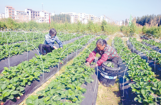 冬无闲田助农增收