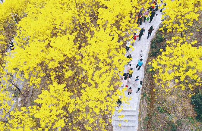 黄花染山头