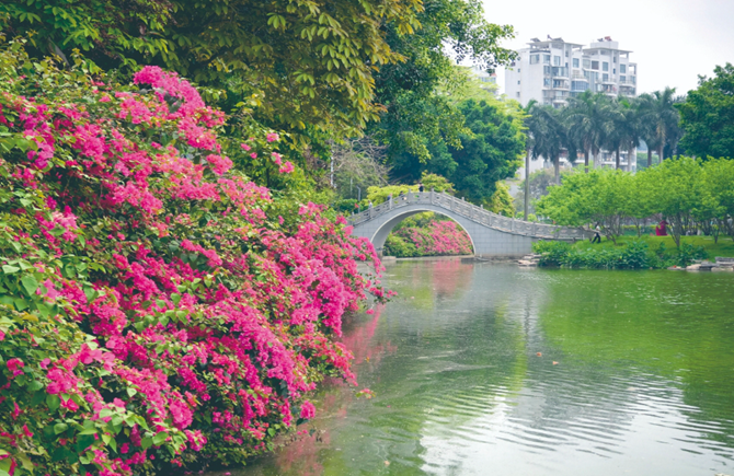 宝巾花盛开