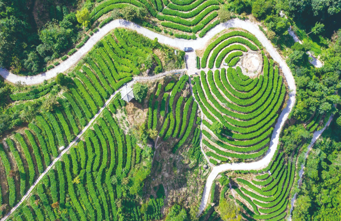 茶园景色 美如画
