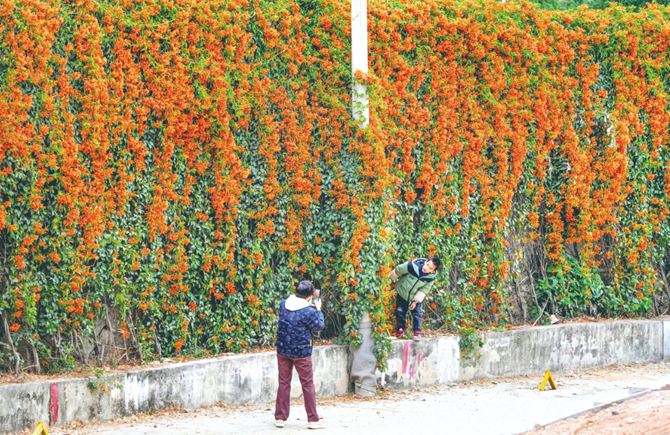 炮仗花盛开