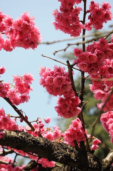 【跟着火车去旅行】武汉赏樱花